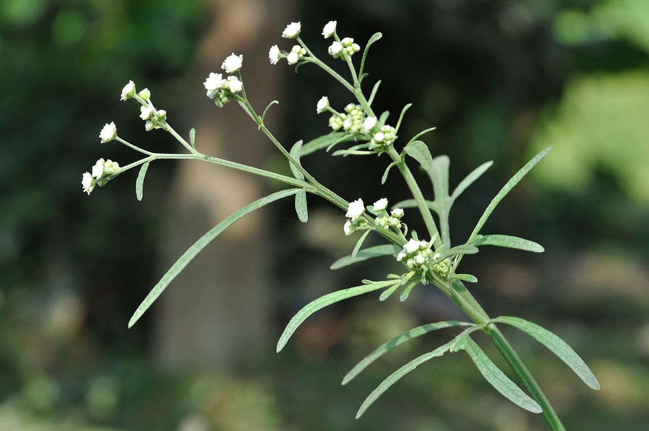 பார்த்தீனியச் செடி parthenium plants