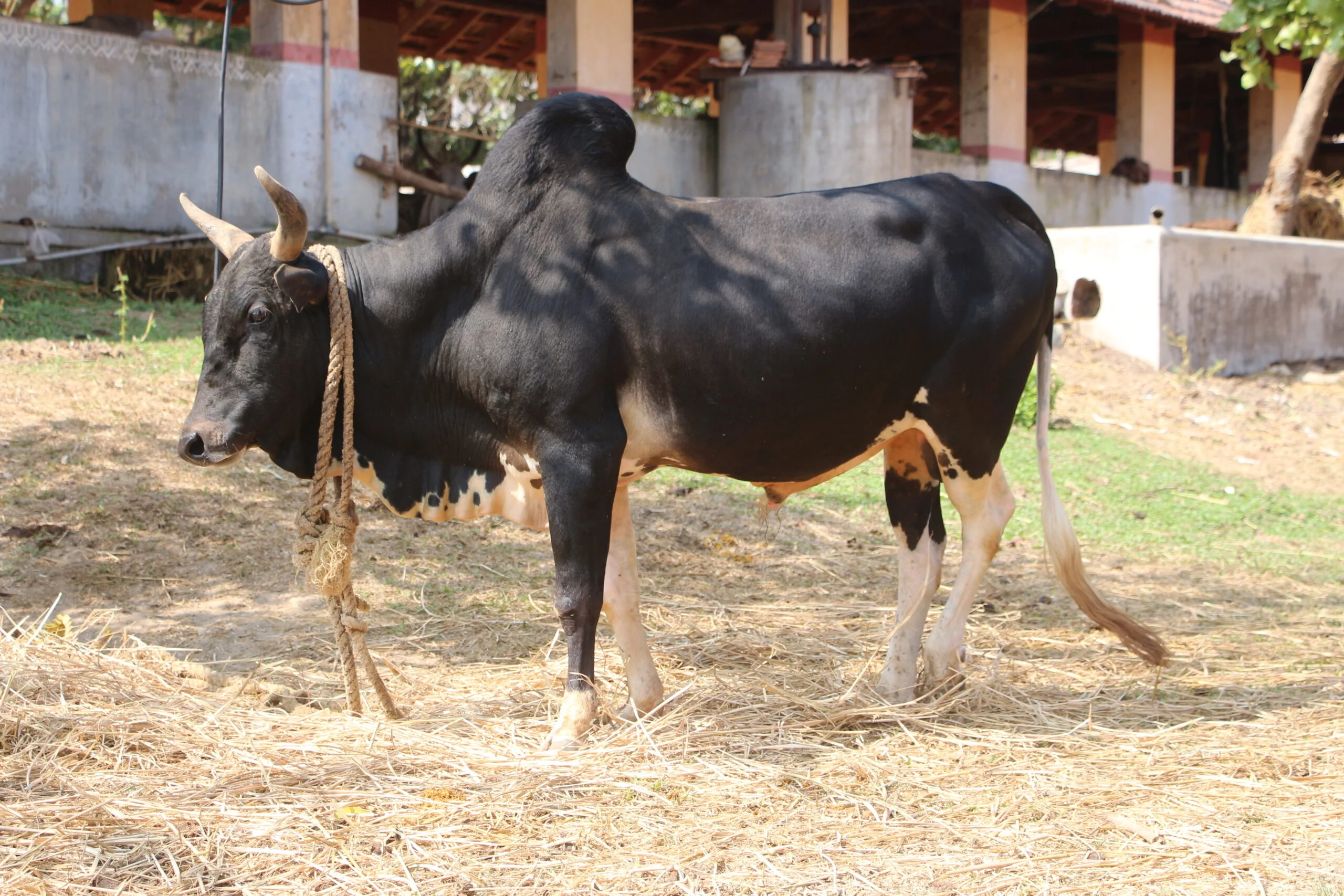 இனப்பெருக்கக் காளைகள் பராமரிப்பு!