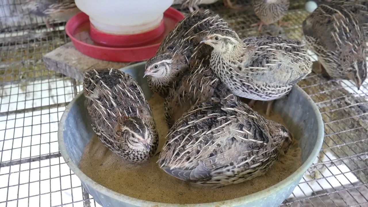 ஜப்பானிய காடை வளர்ப்பு முறை!