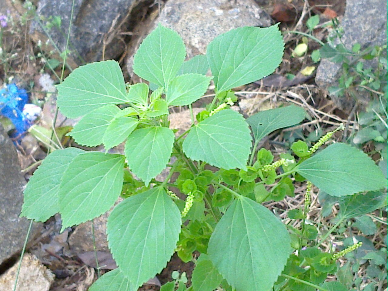 குப்பை மேனி A View of kuppaimeni herbs fd514d425c164e0087917654b3eba58d