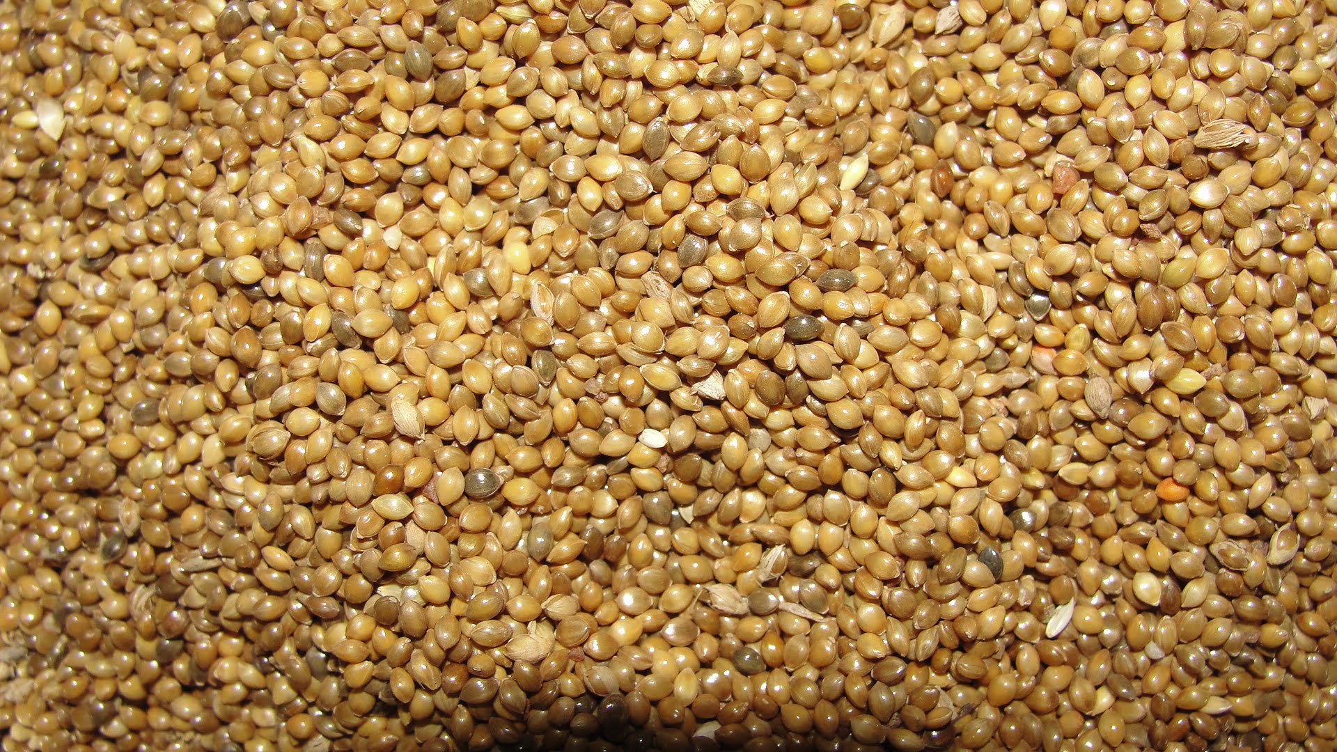 சாமை A closeup fo Samai millet with husk 0547f03438cf530bc99cf68ebc660d3d