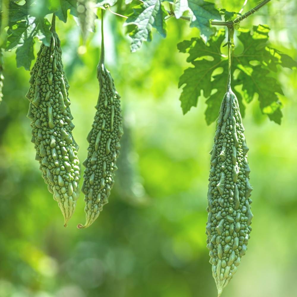 கொடிவகை Bitter Gourd