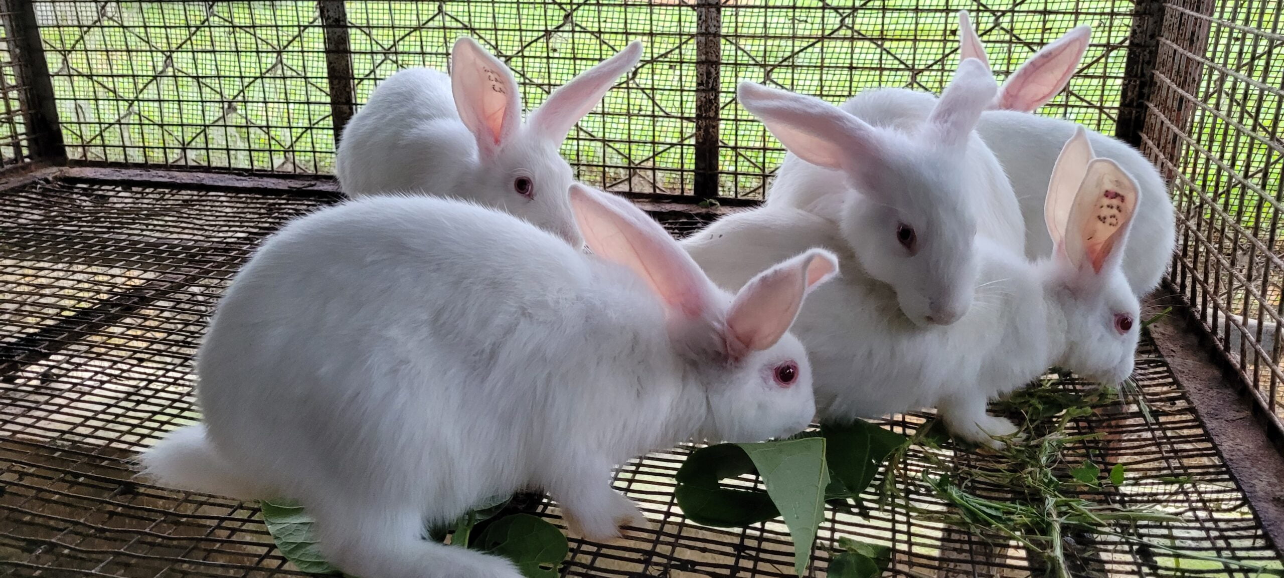Rabbit Farming and Market Opportunities!