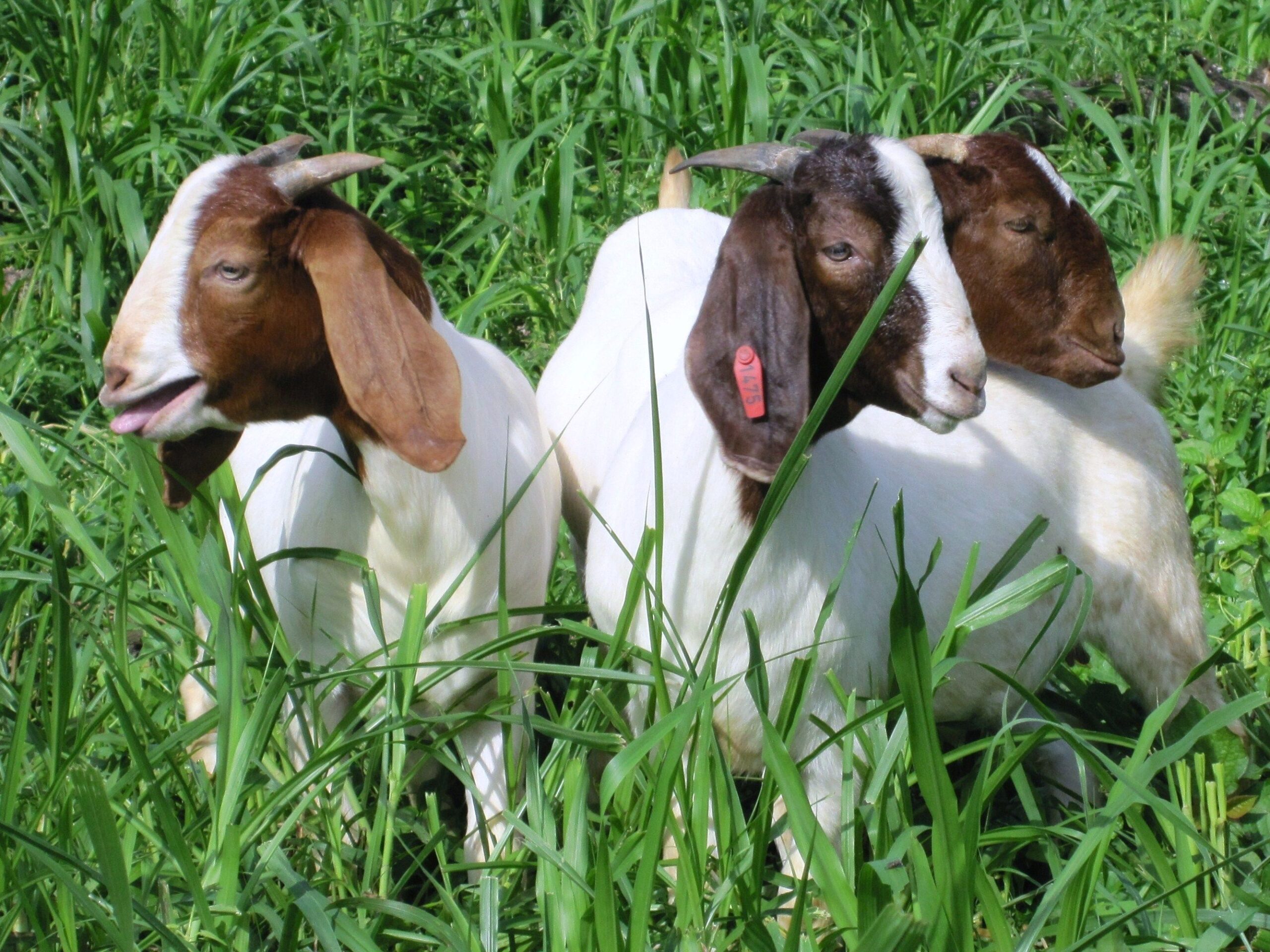 வெள்ளாடு boer goats d8fd2d6a7e7cc740cba08eeef442fb7b scaled