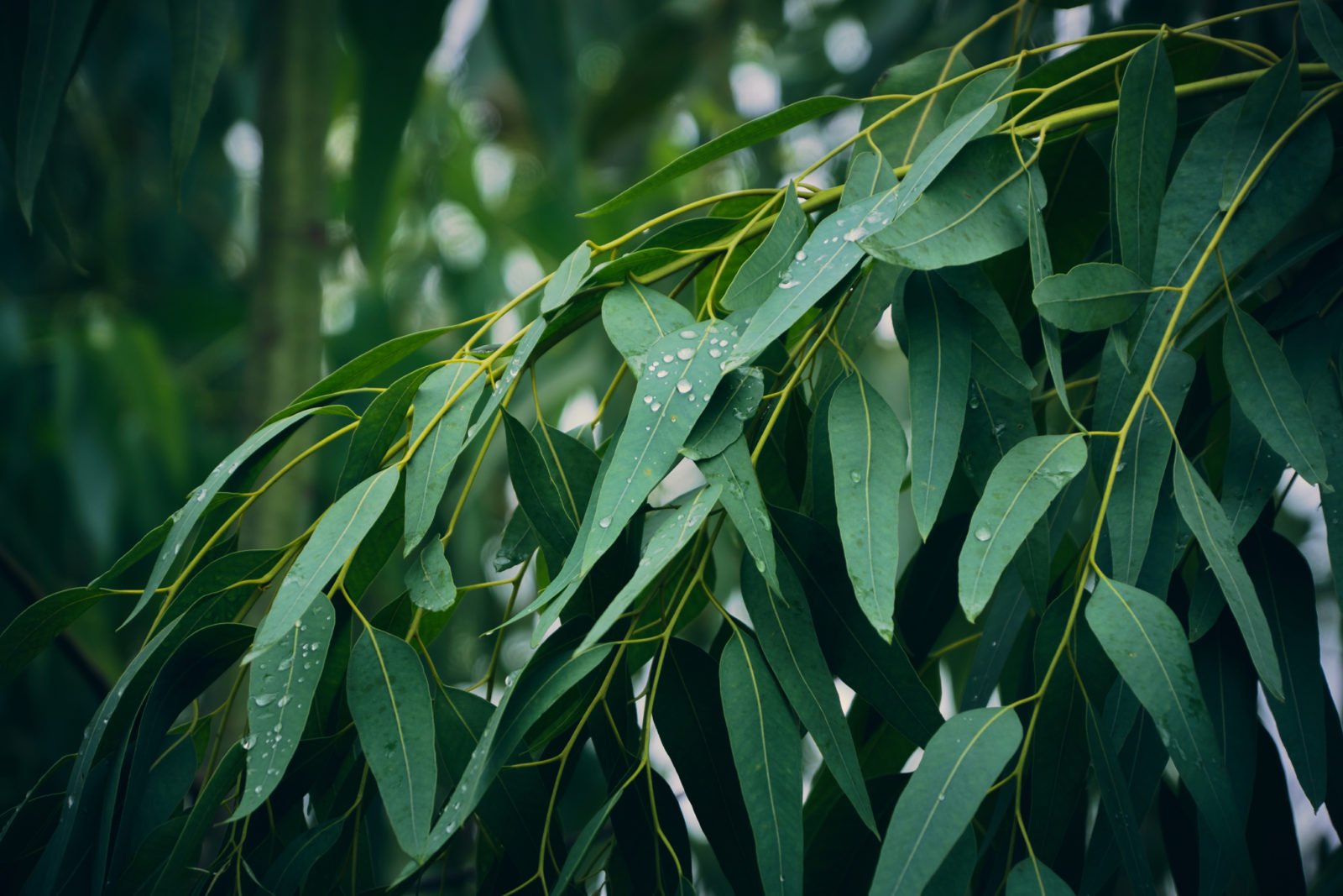 தைலமரம் EUCALYPTUS