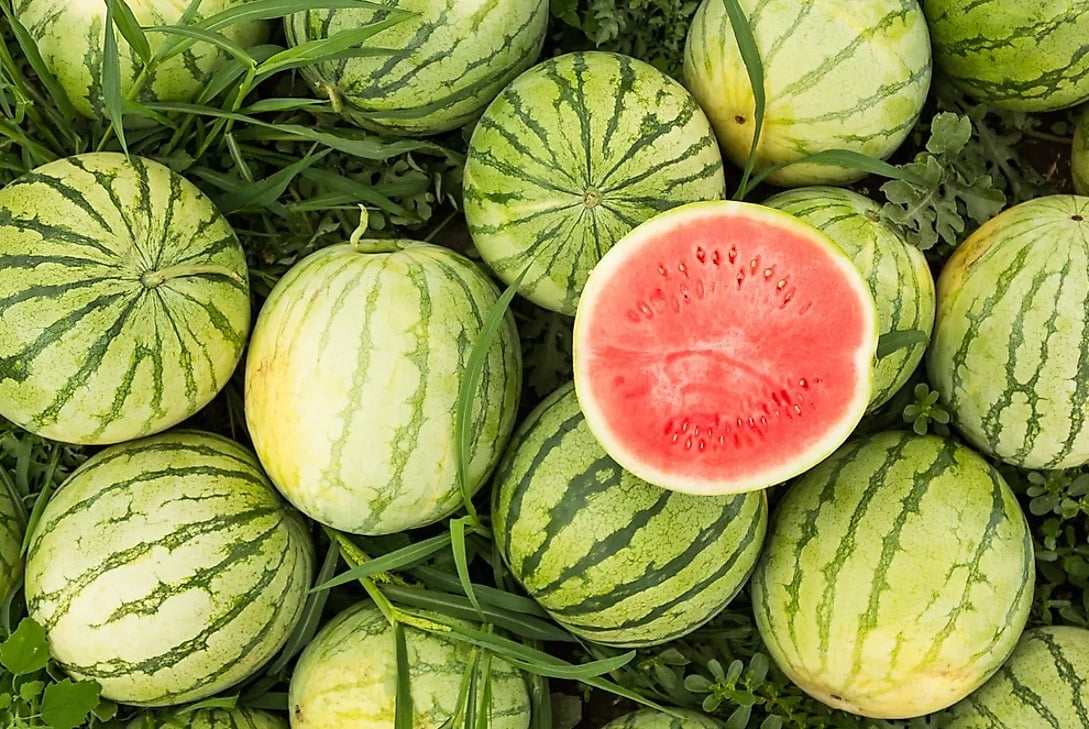 தர்ப்பூசணி சாகுபடி WATERMELON