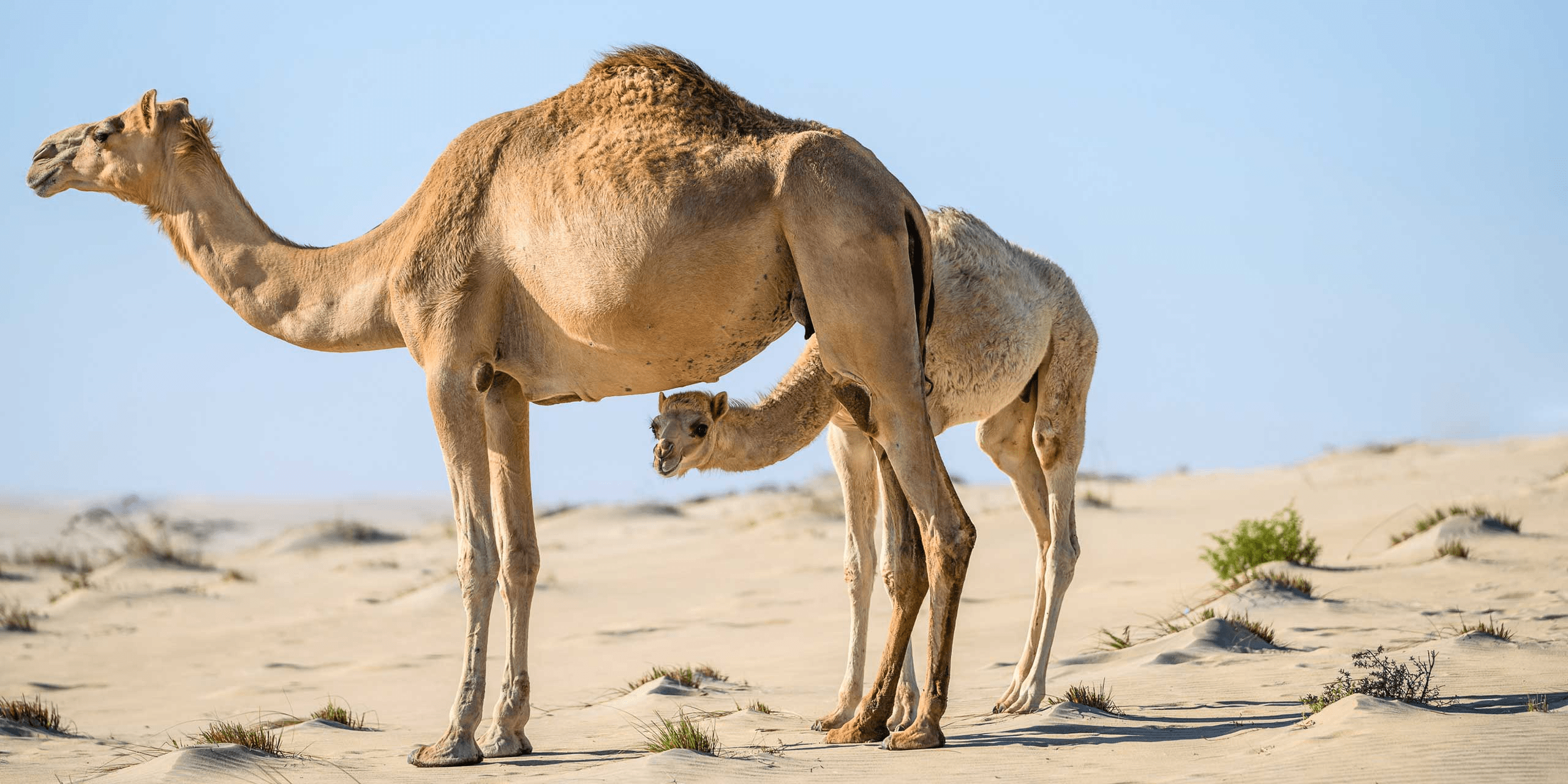 ஒட்டகம் camel