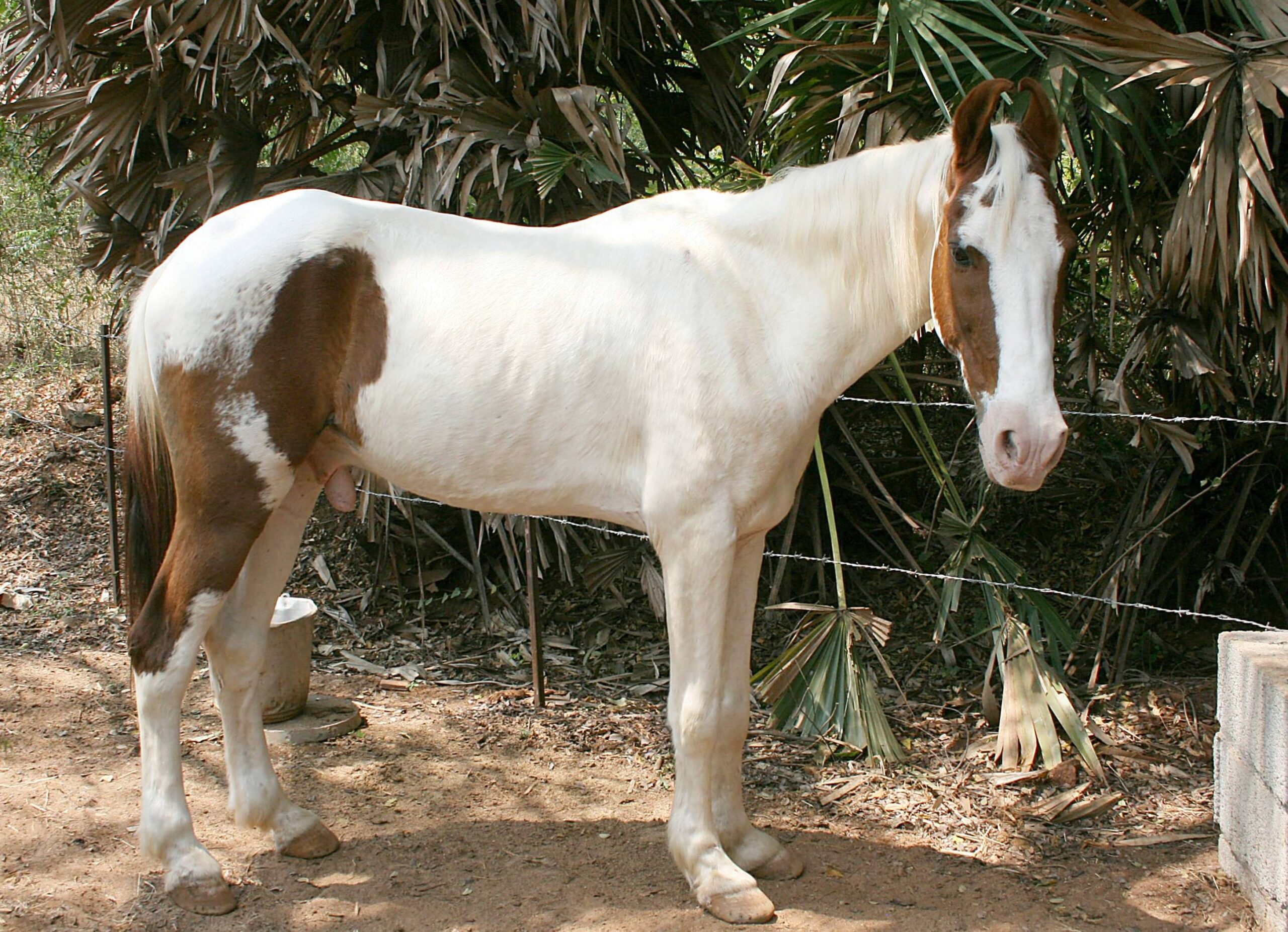 ரணஜன்னி horse scaled