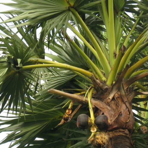 பனை மரம் தரும் பொருள்கள்!