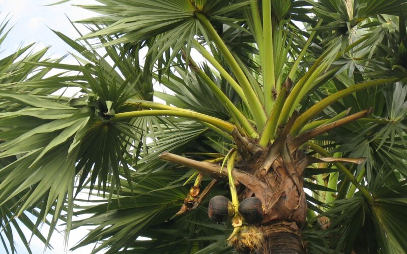 பனை 435 Palmyra Palm