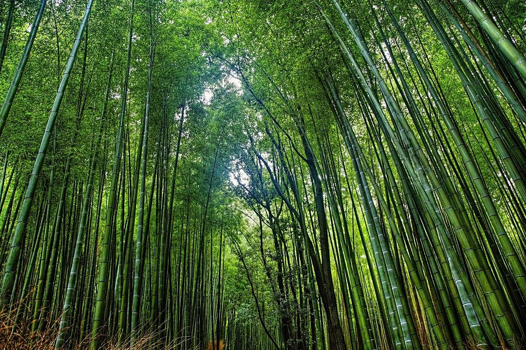 மூங்கில் BAMBOO