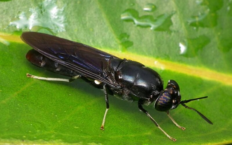 மீன் Black Soldier Fly Kenya 2 52778d31a0b9c0de74128d125decd609