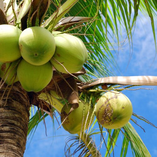 Benefits and Products Derived from Coconut Trees!