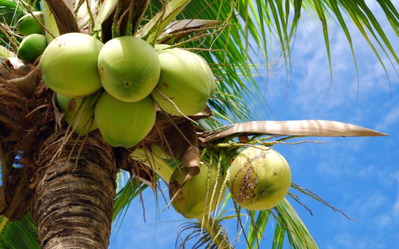 Benefits and Products Derived from Coconut Trees!