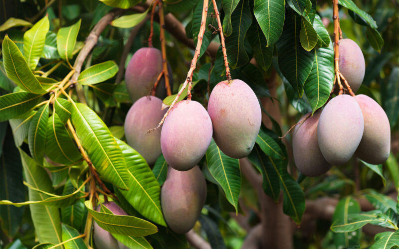 Diseases Affecting Mangoes!