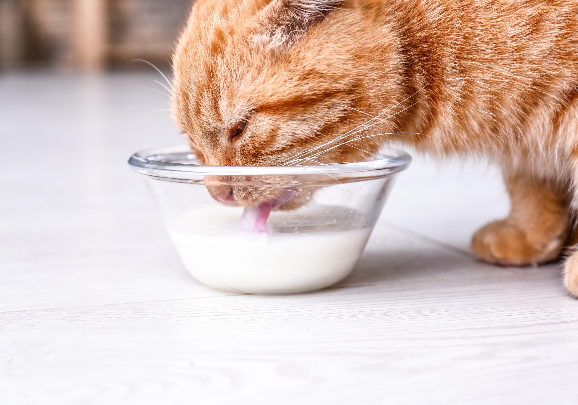 Cats as Pets: Nutrition and Care!