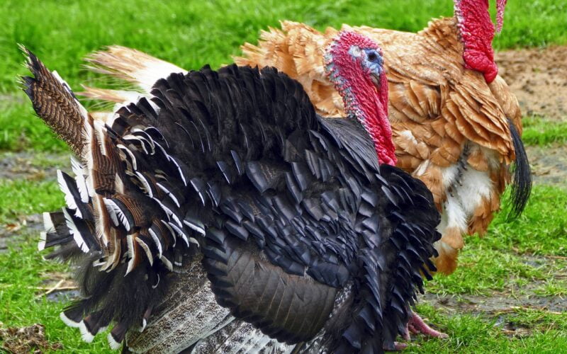 Comprehensive Strategies for Raising Turkeys!