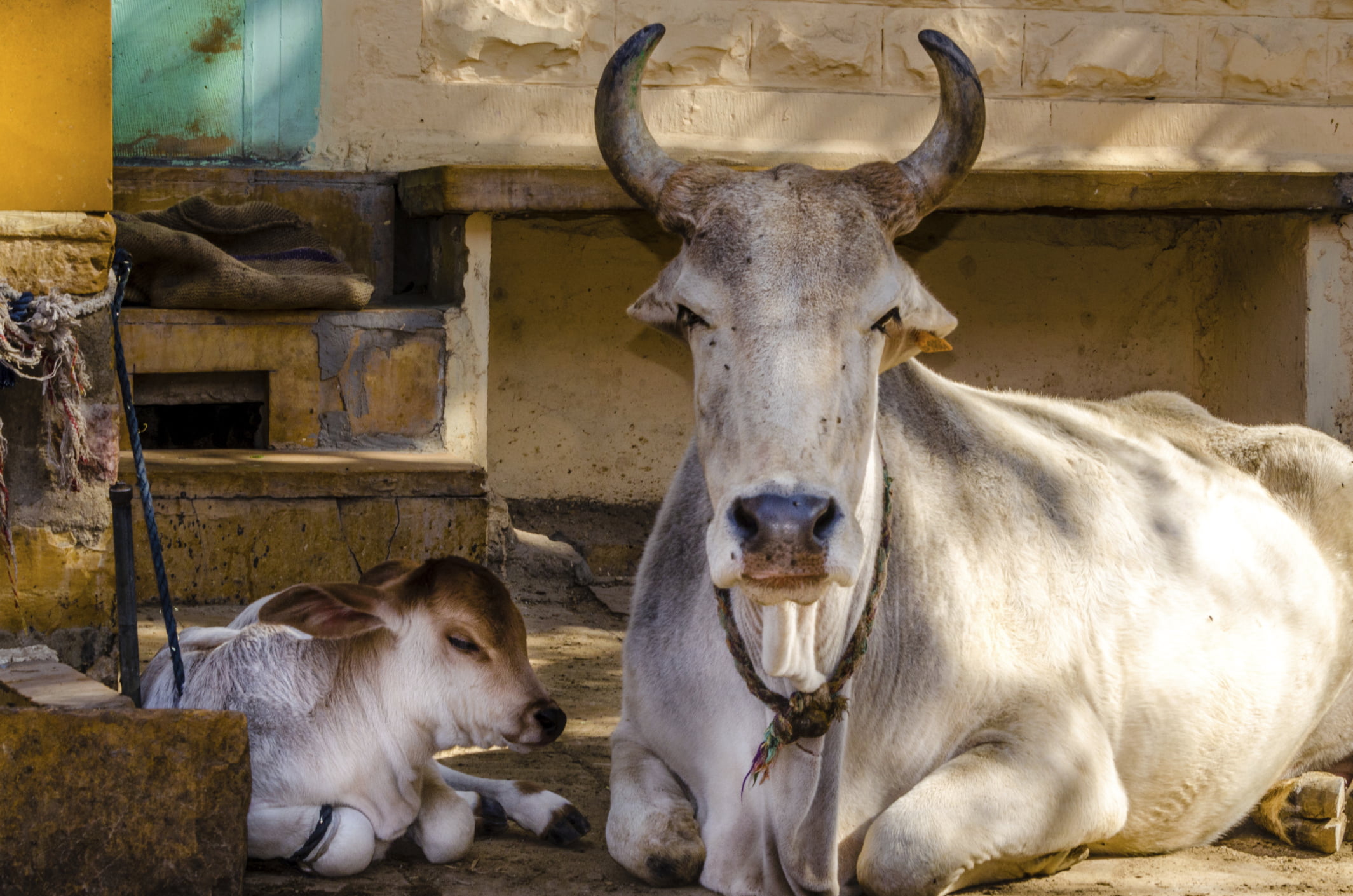 மாடு India cattle smuggling crackdown prompts price hikes in Banglade 20be9a850ff7995a32ac3ccebde9fde6