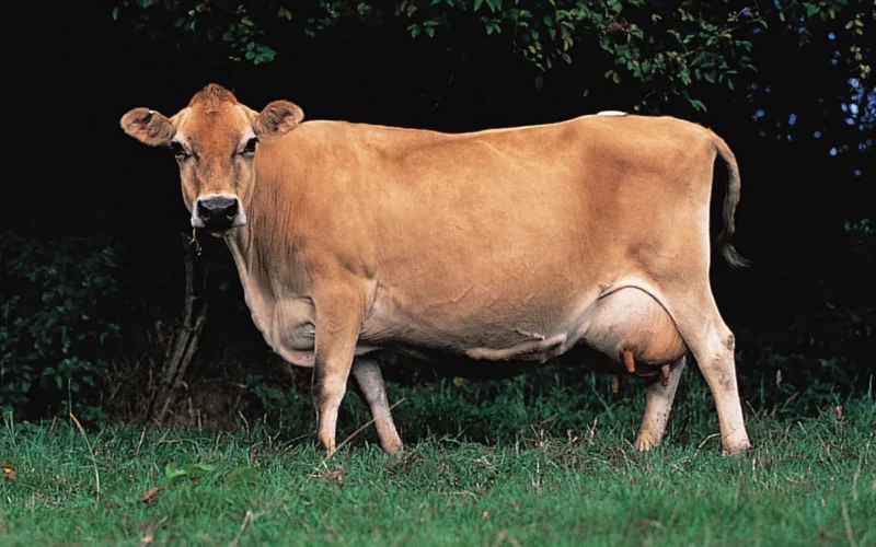 சினை Jersey cow