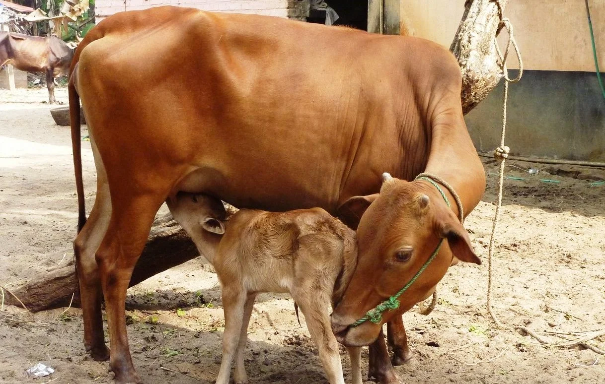 கறவை மாடு வளர்ப்பில் கவனிக்க வேண்டியவை!