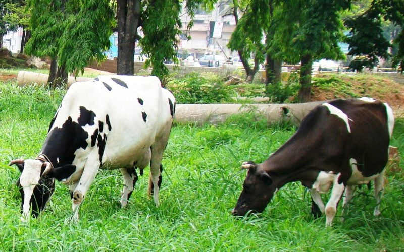 Dairy Cow Pachai boomi Cows e7c4f159855f794630fdfbfaf87639cd