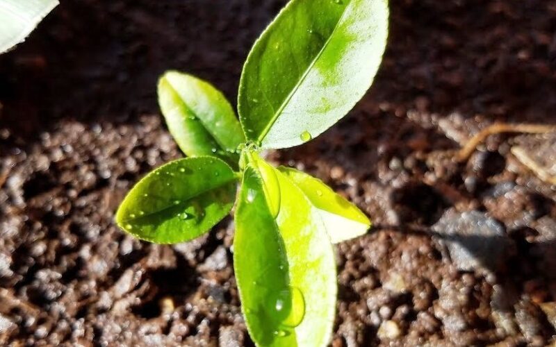 எலுமிச்சை Pachai boomi Lemon sapling 5e6f6b521f9741e4ac21c6da085acdbb