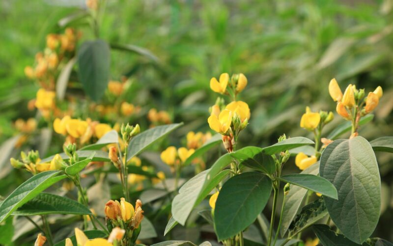 துவரை QL4A1199 ICRISAT Pigeonpea accessions for regeneration 4096x2731 5d64c83ad8796d5efa42966cec7a5724