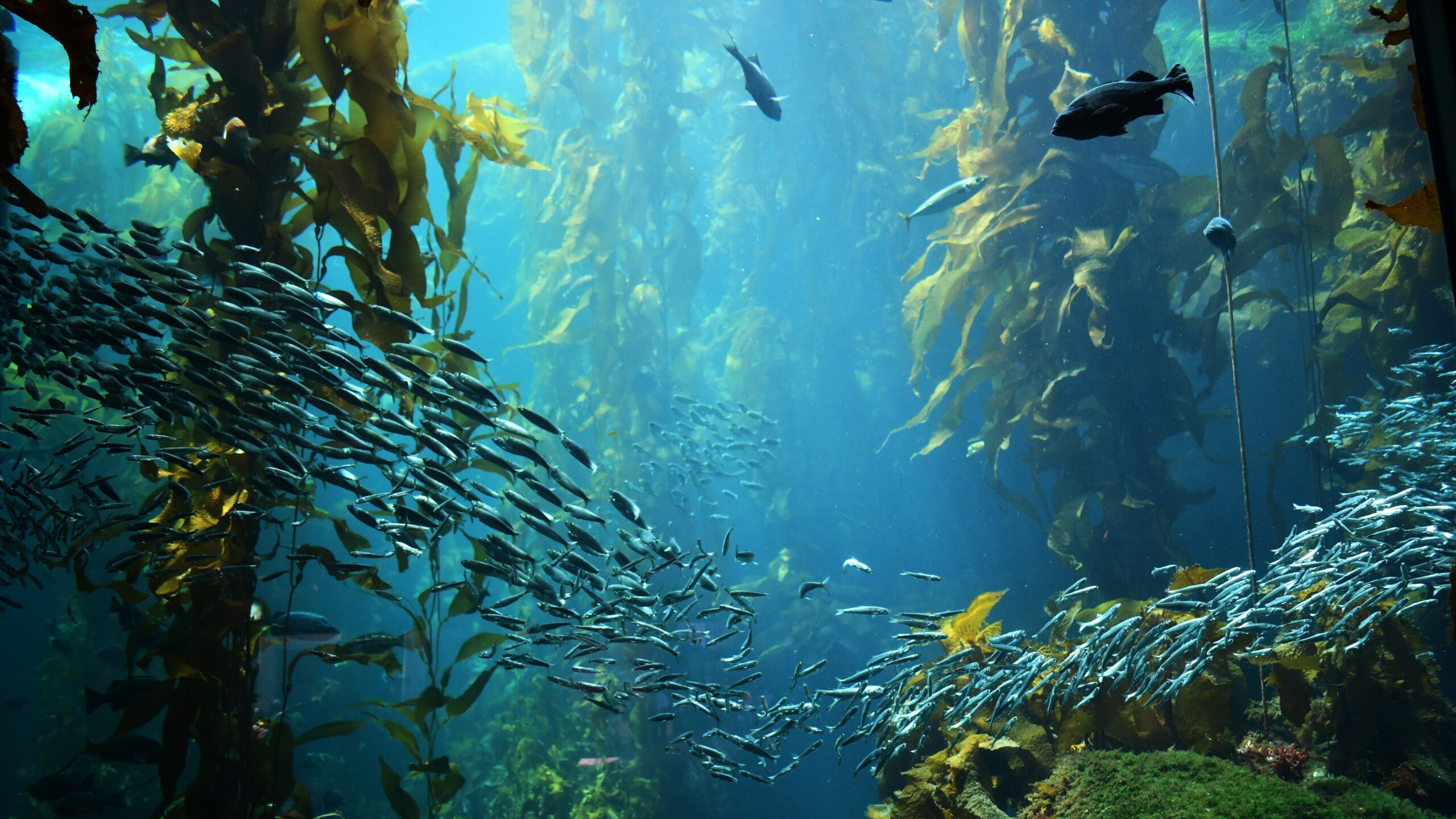 சல்பேடட் கூட்டுச் சர்க்கரைகள் Seaweed landscape scaled