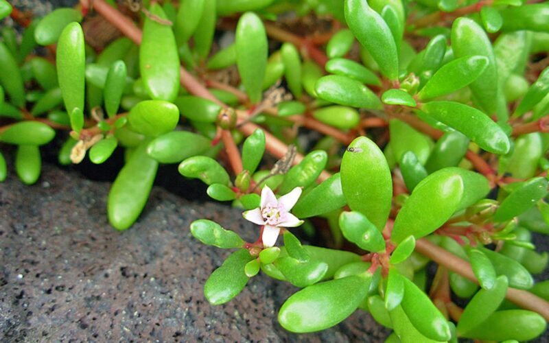 மண் Sesuvium portulacastrum