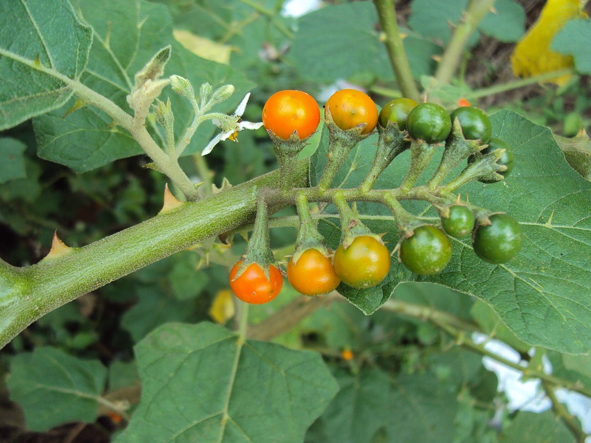 கத்தரி Solanum violaceum