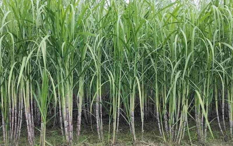 கரும்பில் Sugarcane Agriculture