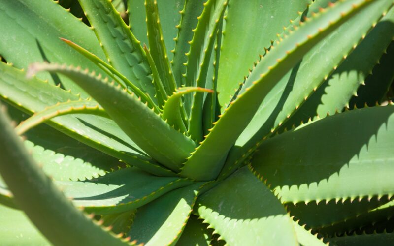 மூலிகை aloe vera plant 1484074843rYR 7c55d9b874c5c013d35348f507c6207e