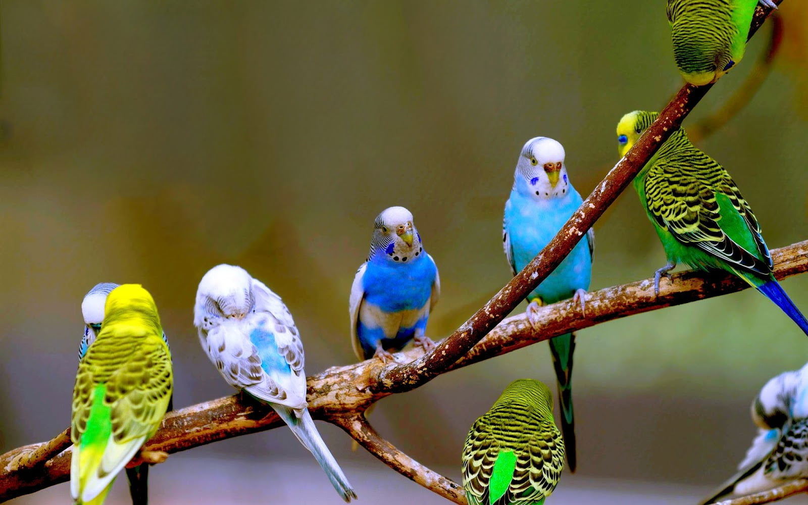 பறவை budgies birds budgerigar 637d8e6fb185e7548822c9bbfe24a945