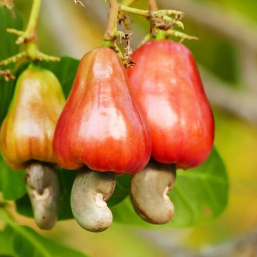 Fertilization Guidelines for Cashew Trees!