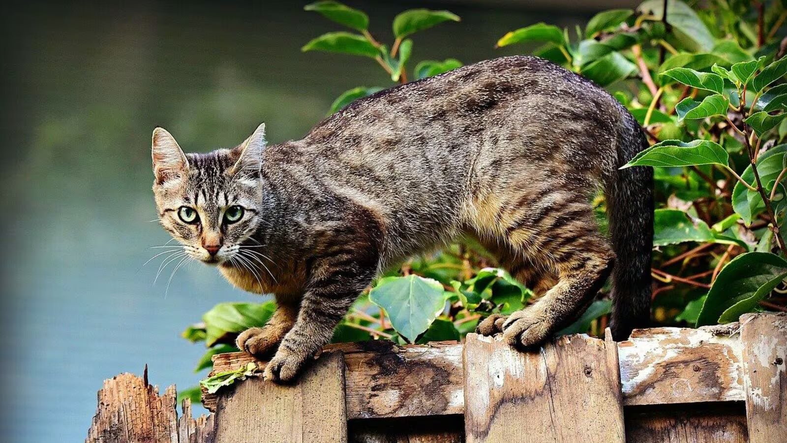 பூனை cat