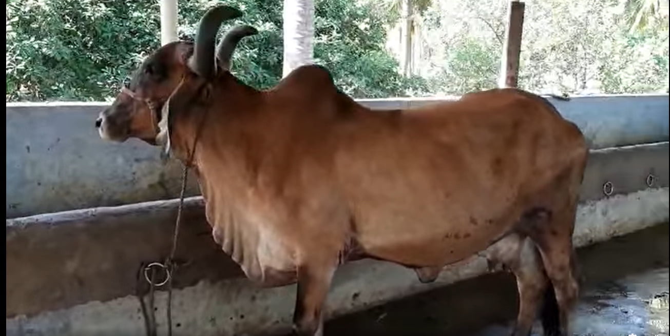 பசு cow 3