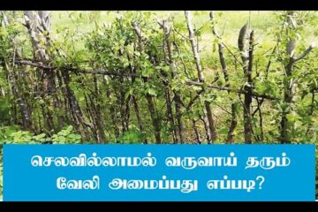 செலவில்லாமல் வேலி அமைப்பது எப்படி?