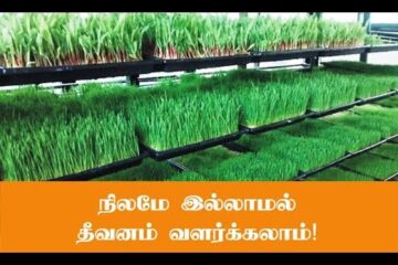 நிலமே இல்லாமல் பசுந்தீவனம் வளர்ப்பு!