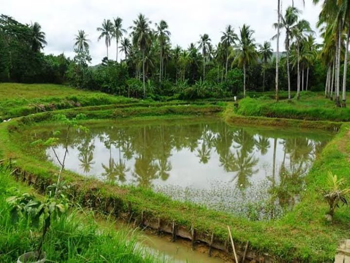 மீன் farmpond