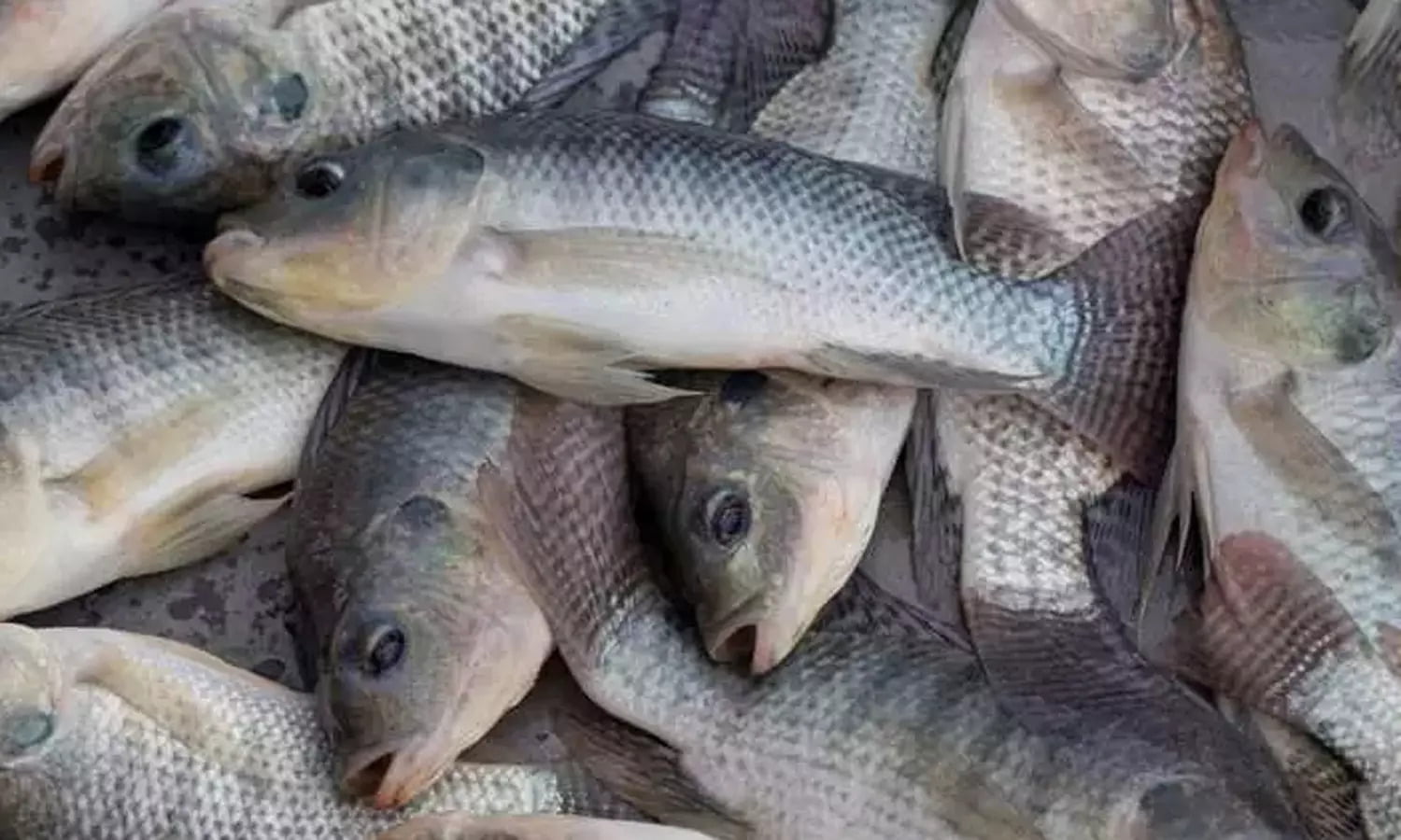 மீன் fish 2