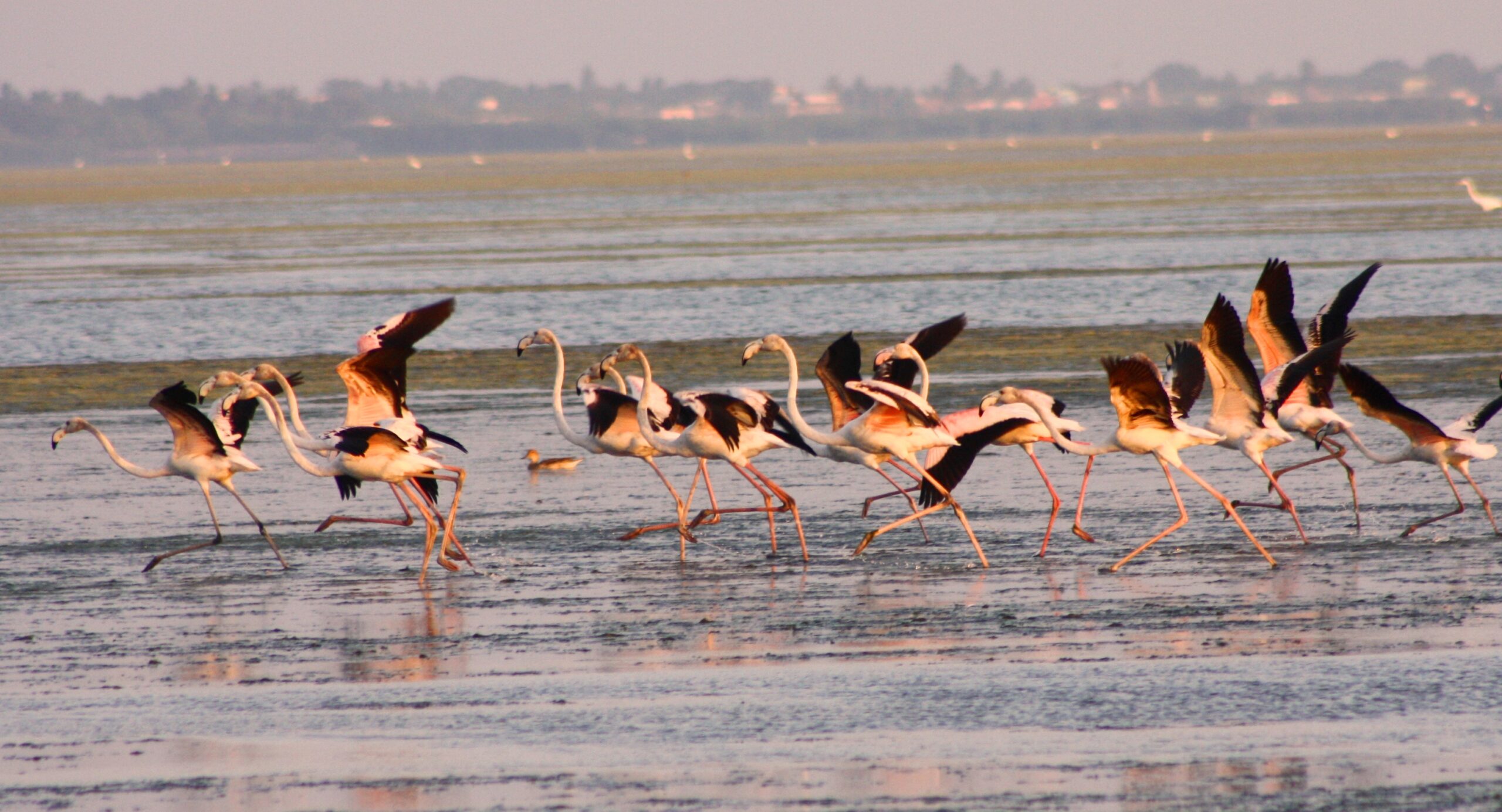 பூமி flamingos annamalachery 226d84827720d74e9b639d52e1ace24c scaled