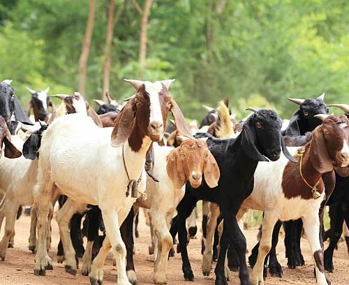 Goat Breeding and Rearing Methods!