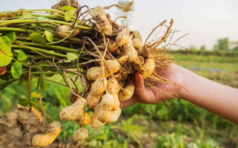 நிலக்கடலை groundnut 1