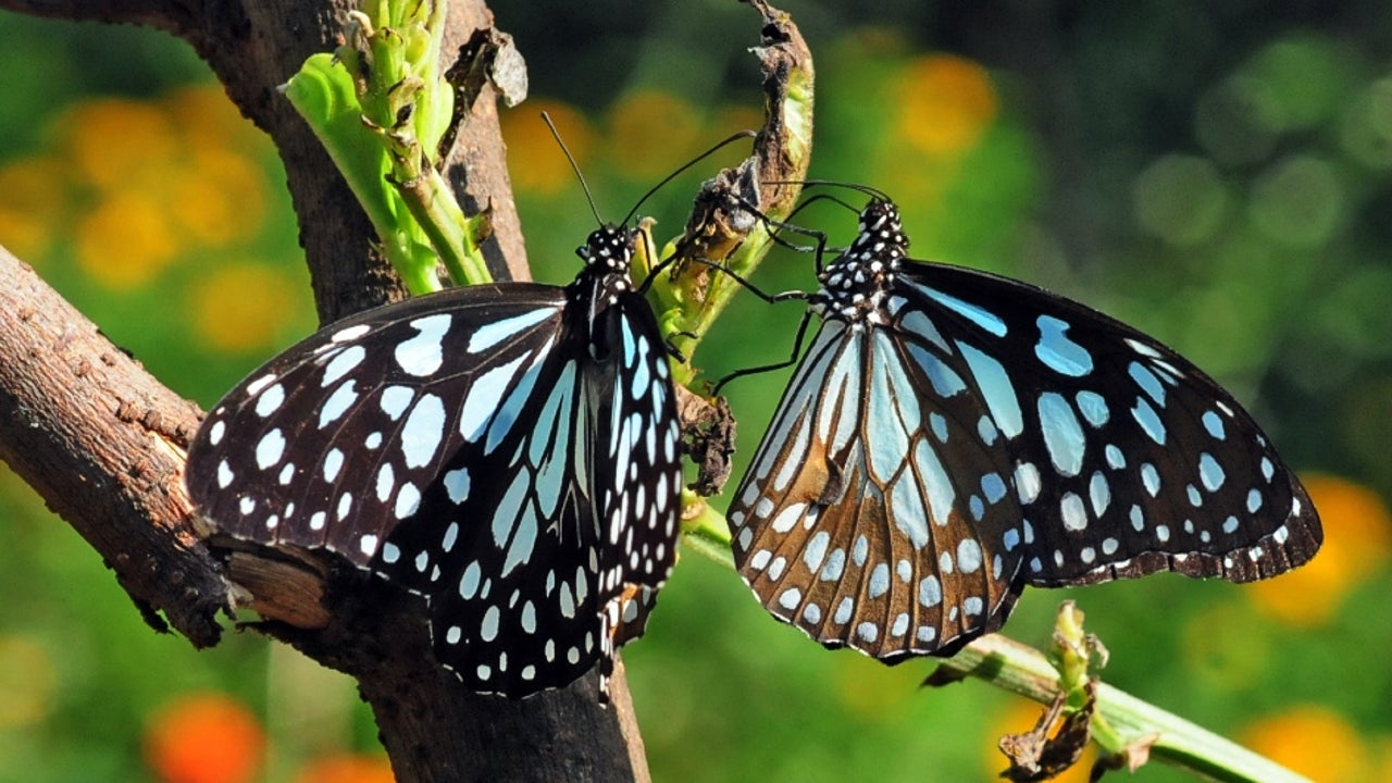 பட்டாம் பூச்சி in butterfly 1