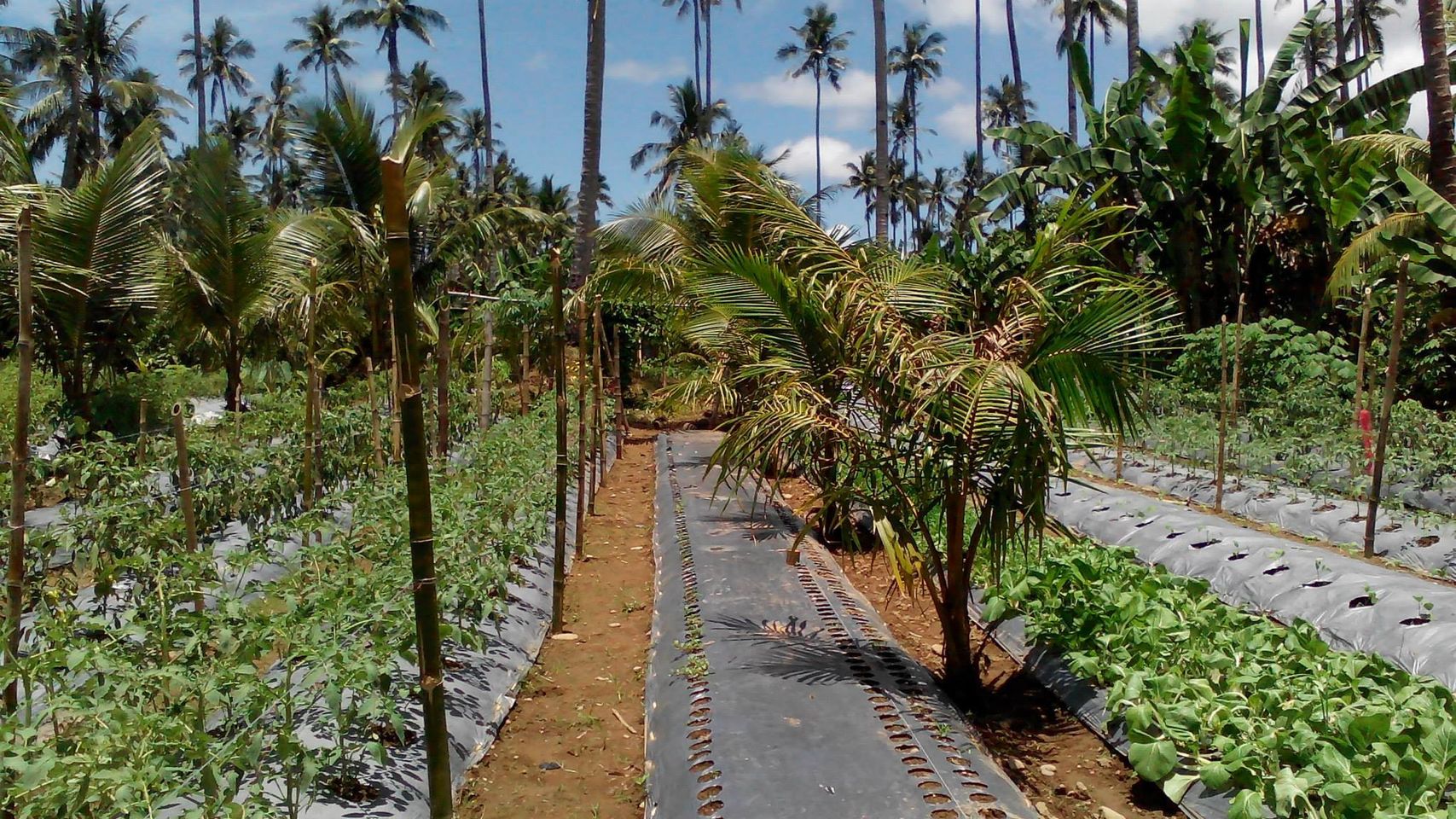 ஊடுபயிர் intercrop