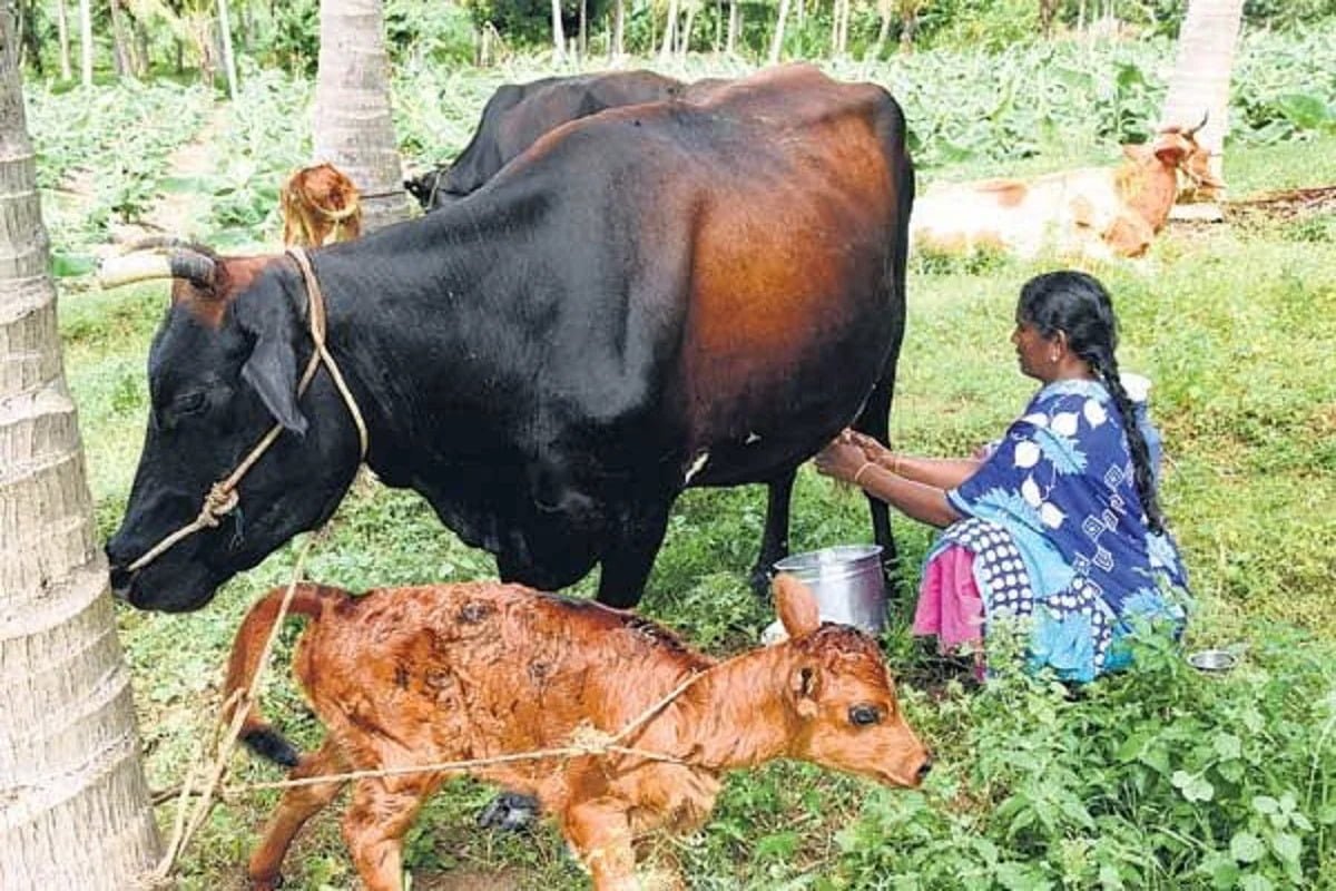 கருப்பை karavai maadu