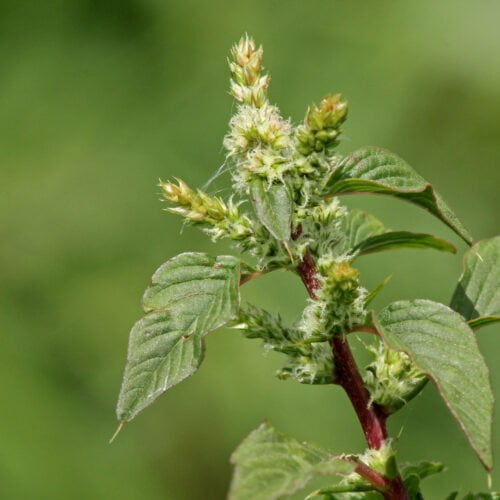 The Benefits and Uses of Spiny Amaranth (Mullukkeerai)!