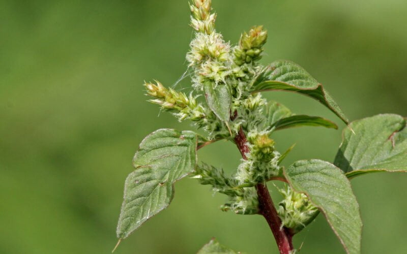 முள்ளுக்கீரை kuppakeerai