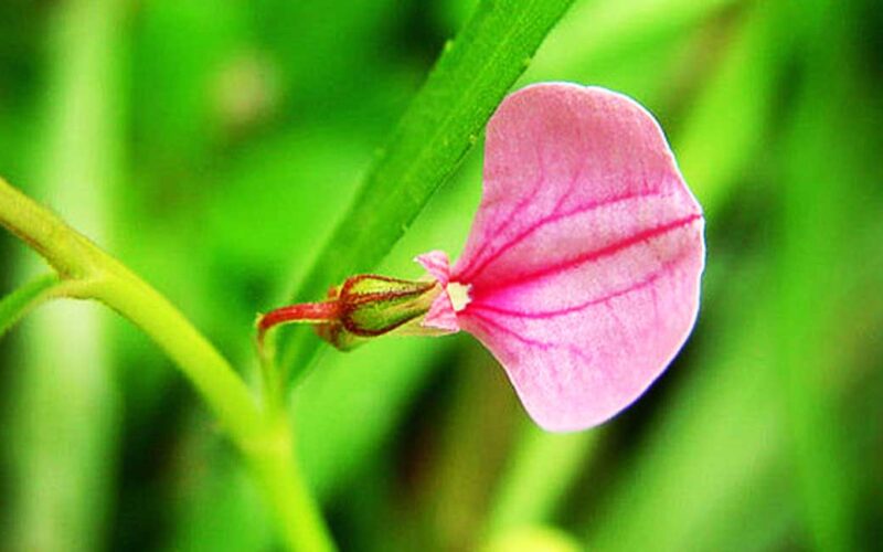 ஓரிதழ் தாமரை lotus