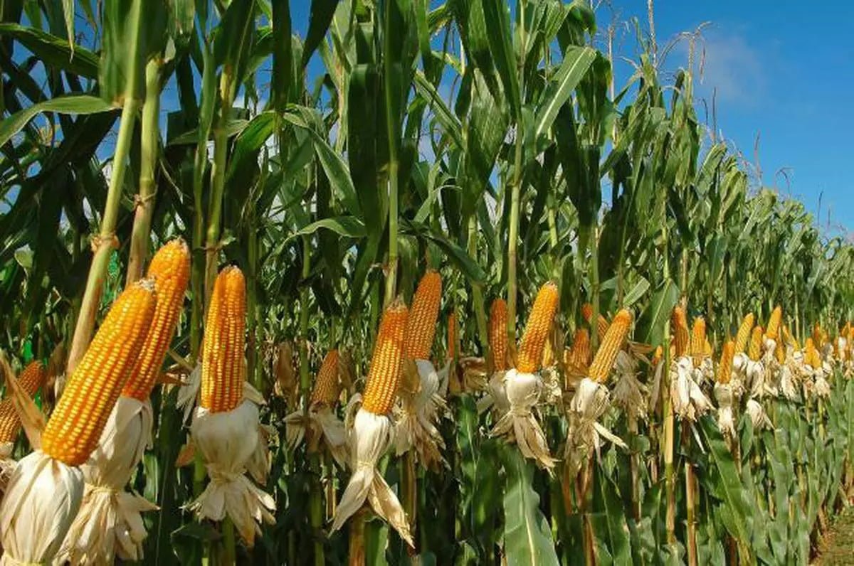 Maize Cultivation!